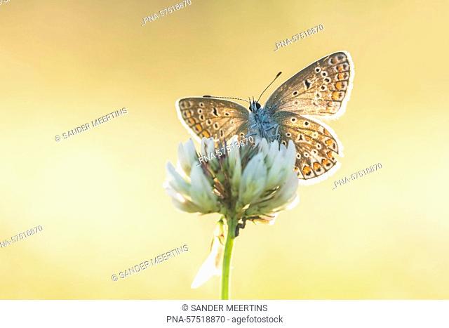 Common Blue (Polyommatus icarus), blues (Lycaenidae), Butterflies (Lepidoptera), Insects (Insecta), Arthropods (Arthropoda), fauna - Bentwoud, Benthuizen