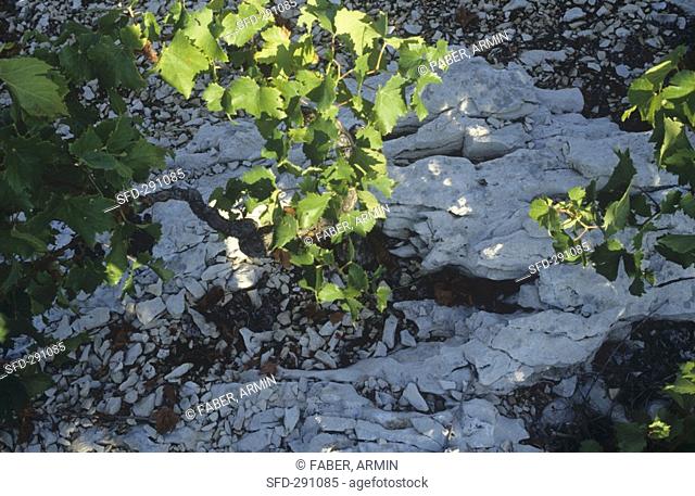 Growing the red wine grape 'Babic', Sibenik, Croatia