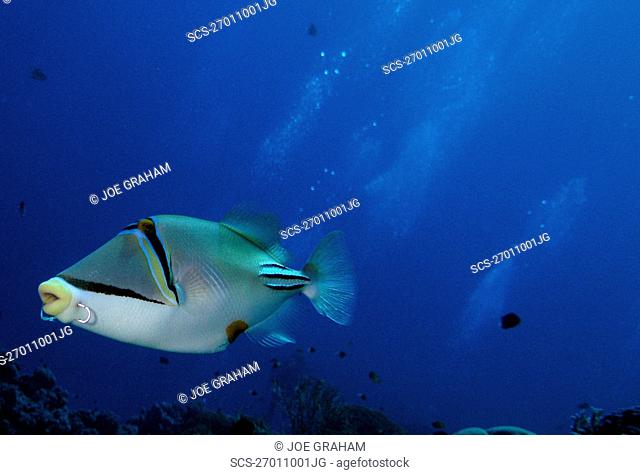 Picaso Trigger fish, Rhinecanthus Assasi A Picasso Trigger fish shows off his latest piercing Safaga Red Sea