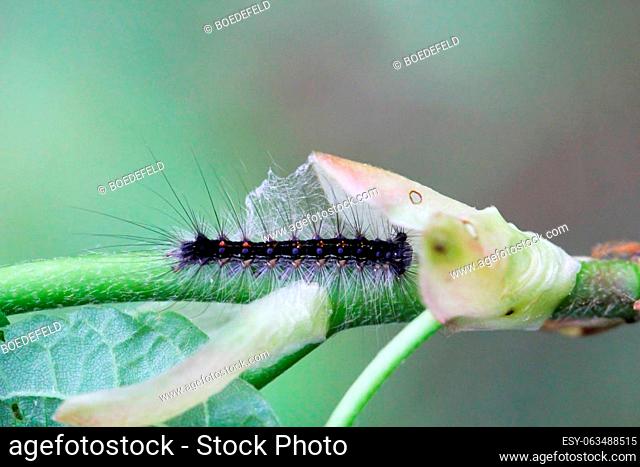 A caterpillar of a gypsy moth on a plant. Caterpillar with long hairs