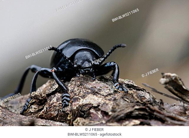 bloody-nosed beetle Timarcha tenebricosa, on bark, Germany, Rhineland-Palatinate