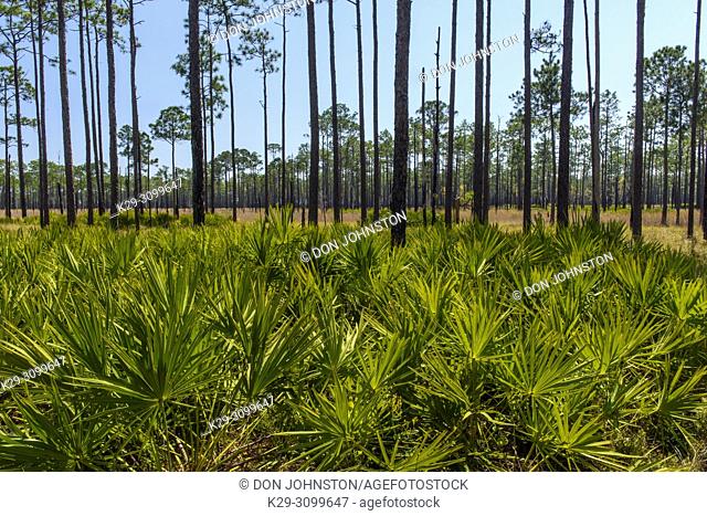 Saw palmetto in the understory of a Long leaf pine woodland, Ochlockonee River State Park, Florida, USA