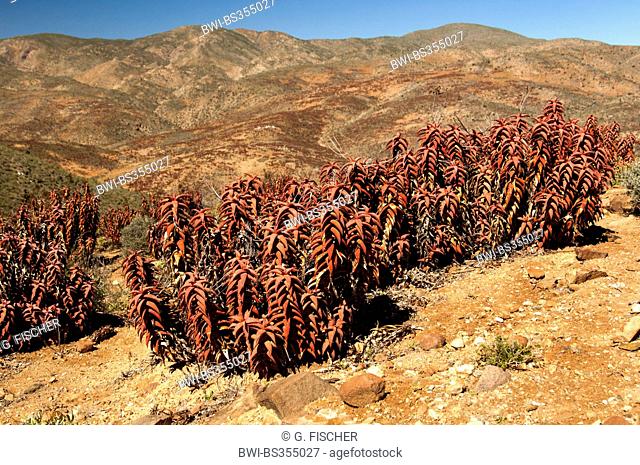 Pearson's aloe (Aloe pearsonii), at Helskloof Pass, South Africa, Northern Cape, Richtersveld National Park
