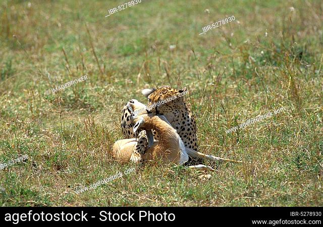 Cheetah (acinonyx jubatus), Adult with a Kill, a Thomson's Gazelle, Masai Mara Park in Kenya