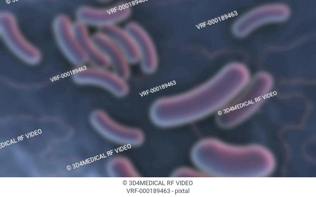 Animation depicting E Coli Bacteria at a microscopic level. The camera rotates as it zooms and changes focus to settle close to the bacteria