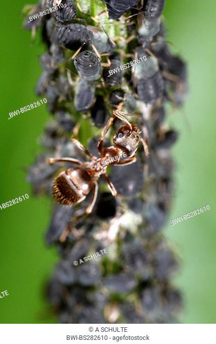 black bean aphid, blackfly Aphis fabae, Black garden ant Lasius niger milking black bean aphid Aphis fabae, Germany, Bavaria