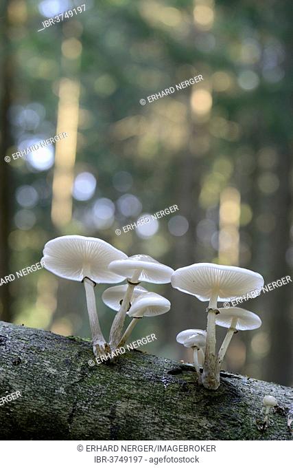 Porcelain Fungus (Oudemansiella mucida), fruiting bodies, Lower Saxony, Germany