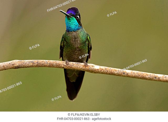 Magnificent Hummingbird Eugenes fulgens adult male, perched on twig, Mirador Quetzales, Costa Rica, January