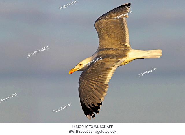 herring gull (Larus argentatus), flying, Germany, Schleswig-Holstein, Heligoland