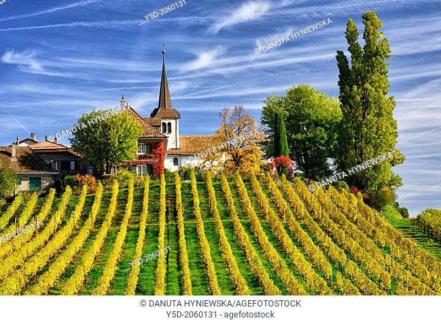 Europe, Switzerland, Canton Vaud, La Côte, Morges district, Féchy, vineyards in early autumn
