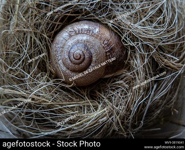 A snail shell cuddled in a bird nest
