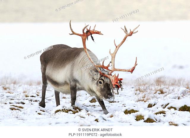 Svalbard reindeer (Rangifer tarandus platyrhynchus) male / bull with shed velvet blood red antlers on snow covered tundra in autumn / fall, Norway