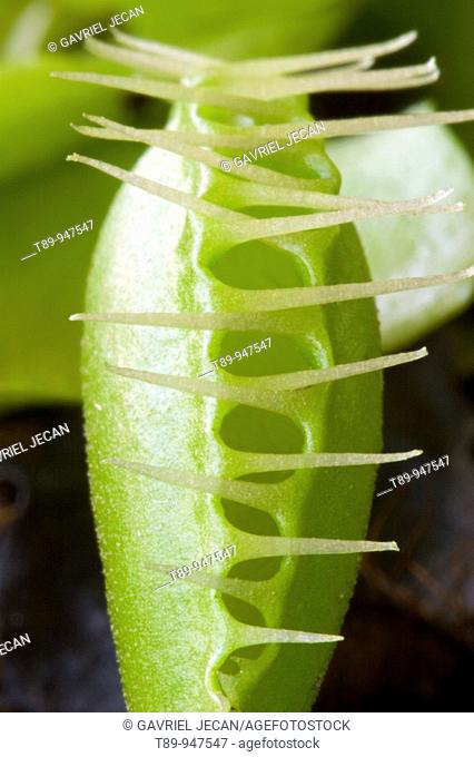 The Venus Flytrap ( Dionaea muscipula)  this is a carnivorous plant