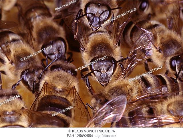Working bees on a wax comb during feed exchange. Kleinschmalkalden, Thuringia, Germany, Europe.Date: June 20, 2019 | usage worldwide