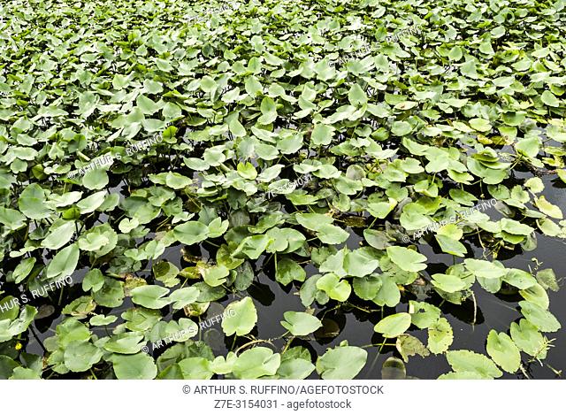 Spatterdock (Nuphar lutea). Flora of the wetlands of South Florida. Florida, U. S. A. , North America