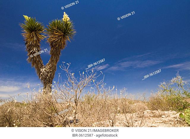 Bioconvex Denticulate Leaf-Yucca (Yucca queretaroensis), flowering, near Vallecillo, Nuevo Leon, Mexico
