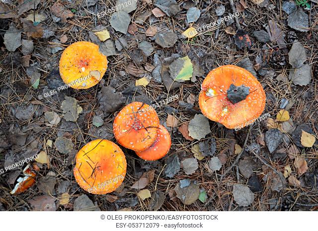 Amanita in the autumn forest grow on ground