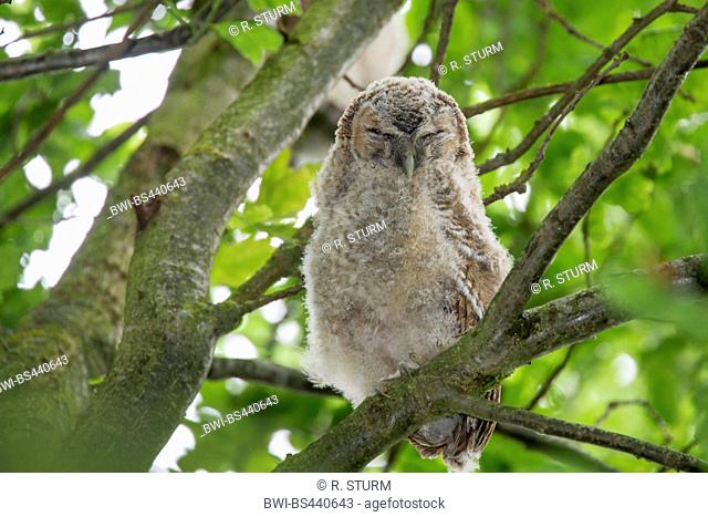Eurasian tawny owl (Strix aluco), squeaker after leaving the nest, Germany, Bavaria