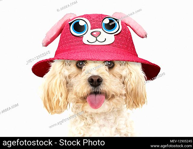 DOG. Cavapoo wearing a pirates eye patch