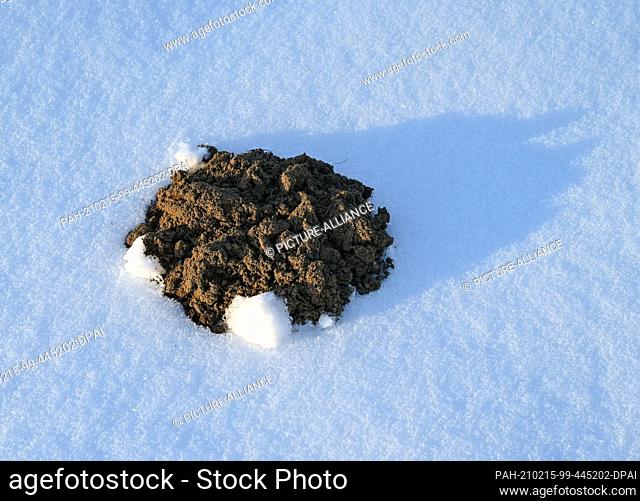 12 February 2021, Brandenburg, Sieversdorf: A molehill protrudes from the snow. Photo: Patrick Pleul/dpa-Zentralbild/ZB. - Sieversdorf/Brandenburg/Germany