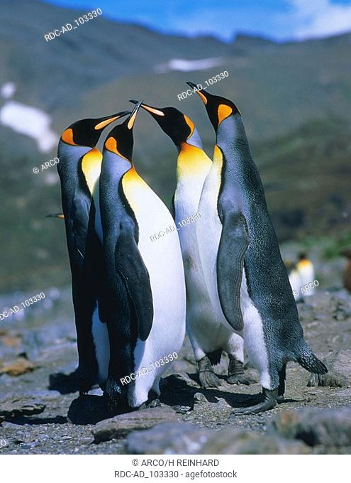 King Penguins South Georgia Aptenodytes patagonica