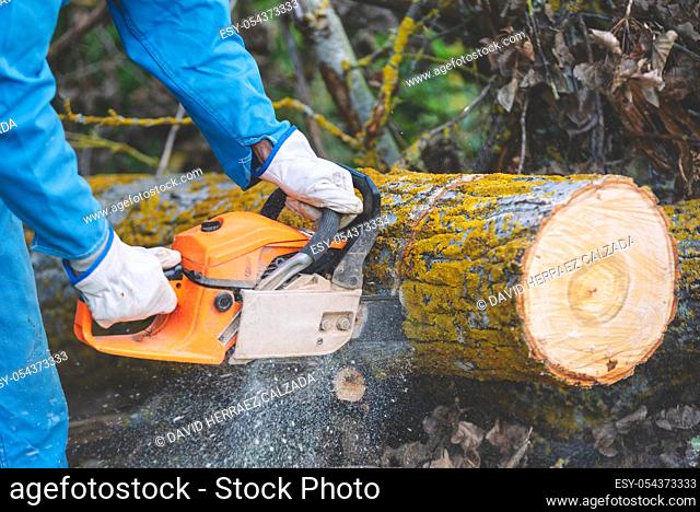 Close up of a lumberjack cutting old wood with a chainsaw