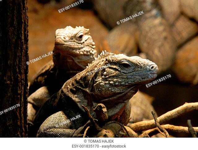 portrait of couple of iguanas