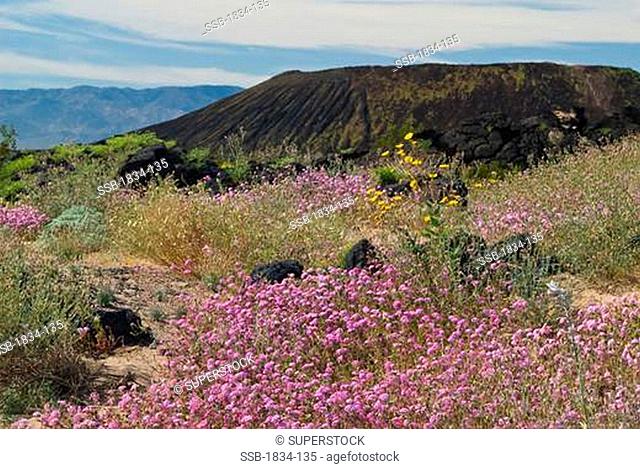 Mojave Sand Verbena Abronia pogonantha flowers with a crater in the background, Amboy Crater, California, USA
