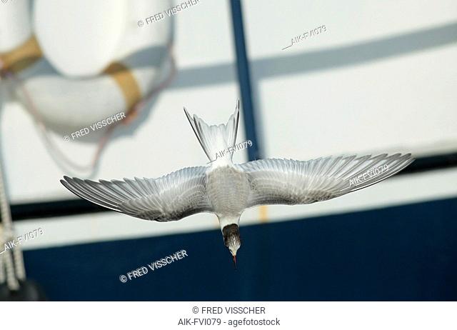 Arctic tern (Sterna paradisaea), first winter seen from above in flight showing upperwings. Flying in front of a ship in Den Oever harbour