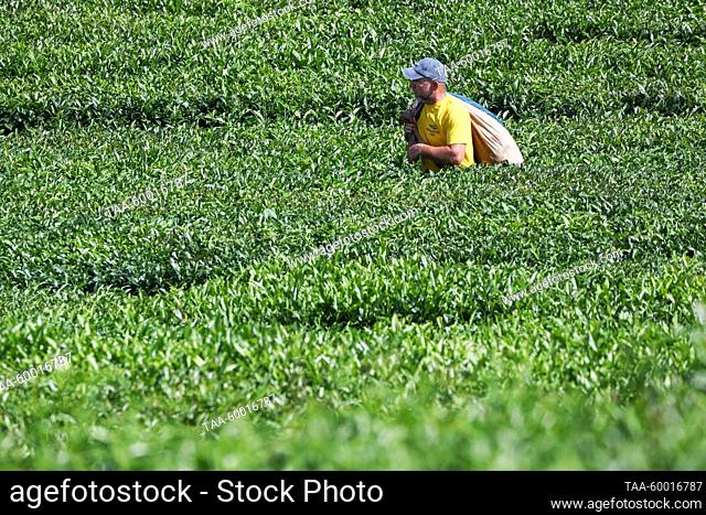 RUSSIA, KRASNODAR REGION - JUNE 23, 2023: A man carries bags of tea leaves plucked at the Matsesta Tea Factory in the village of Izmailovka, Khostinsky District
