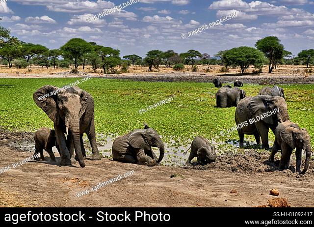 African Elephant (Loxodonta africana). Herd in a water hole. Tarangire National Park, Tanzania, Africa