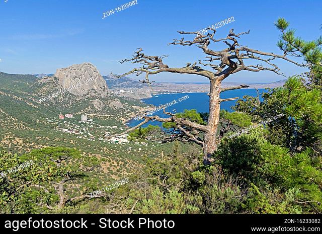 Dead relic pine on a mountain slope. Sunny summer day. Novyy Svet, Crimea