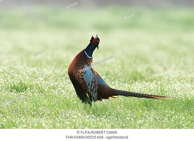 Common Pheasant Phasianus colchicus adult male, calling, displaying in dew covered grass, North Kent Marshes, Isle of Sheppey, Kent, England, april