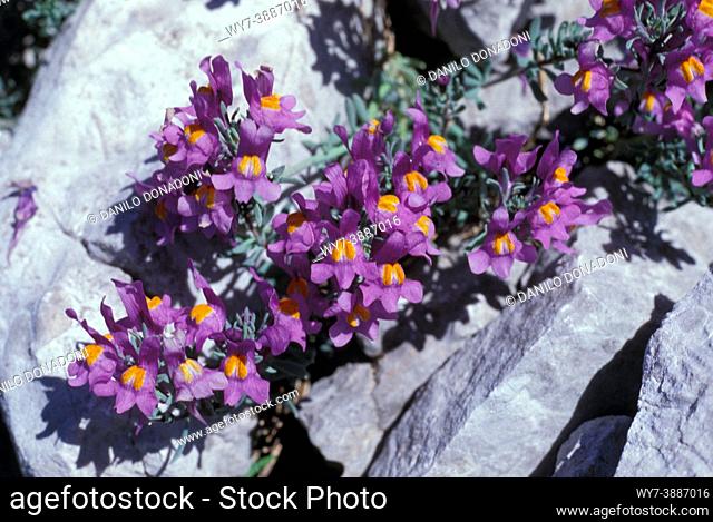 linaria alpina flowers, presolana mountain, italy