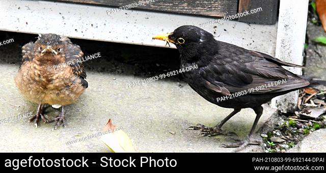 22 July 2021, Saxony, Leipzig: A young cuckoo sits next to a male blackbird, who is probably the foster father, in a garden