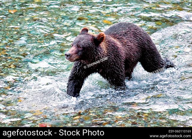 Grizzly or a Brown Bear - Fish Creek, Alaska, USA