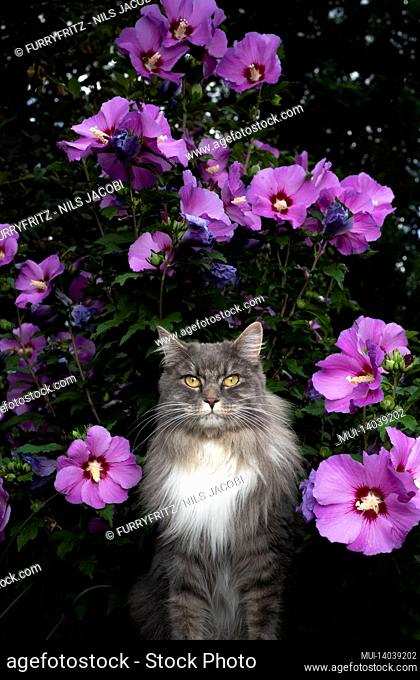 gray white maine coon cat outdoors in front of flowering hibiscus syriacus with pink blossoms looking at camera