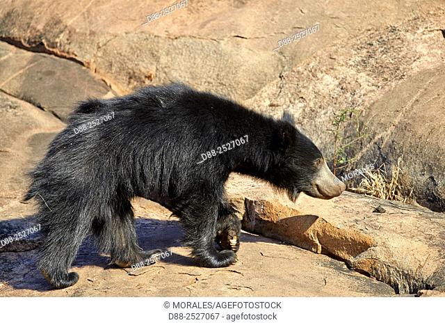 SLOTH BEAR OF WESTERN GHATS, KERALA, Stock Photo, Picture And Rights  Managed Image. Pic. HIP-00162MBAL | agefotostock