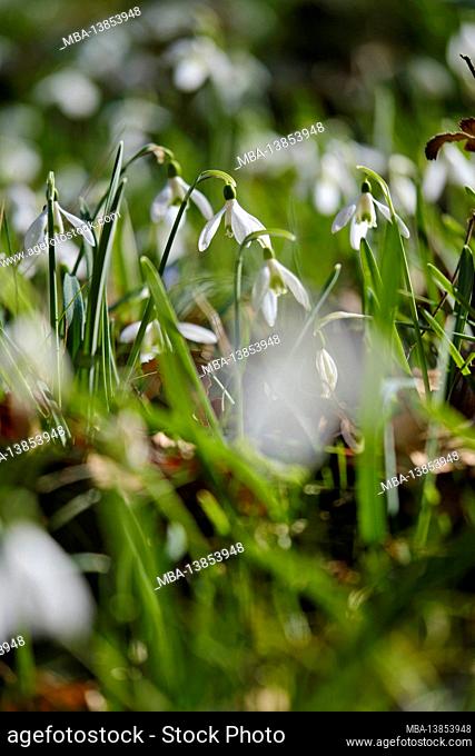 Little snowdrop, Galanthus nivalis