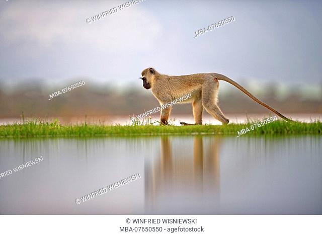 Vervet monkey at lakeside, KwaZulu-Natal, South Africa