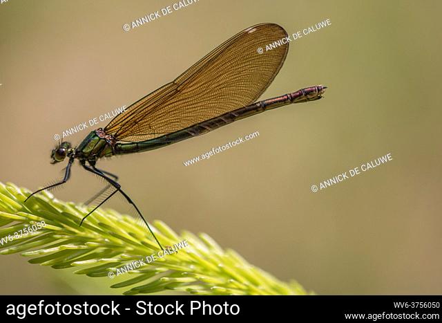 Dragonfly, Banded demoiselle (calopteryx splendens) close up in nature