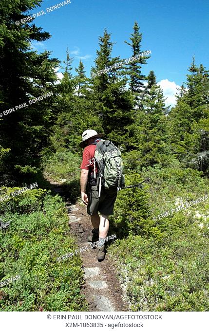 A hiker on Baldface Circle Trail heading towards North Baldface Mountain in the scenic landscape of the White Mountains, New Hampshire USA during the spring...