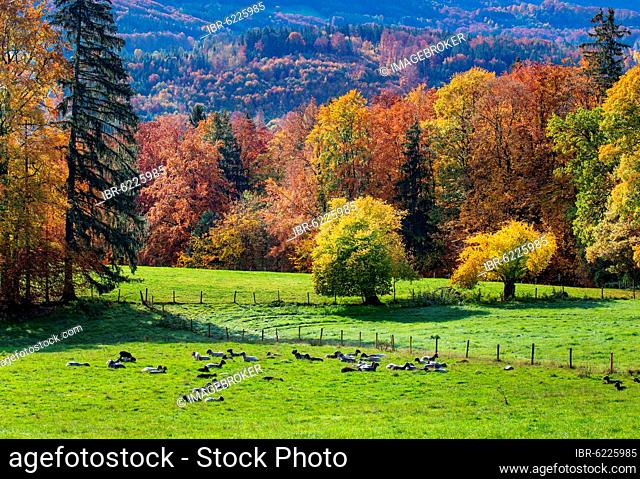 Autumn landscape with sheep pasture near Guglhör, Murnau, Das Blaue Land, Upper Bavaria, Bavaria, Germany, Europe