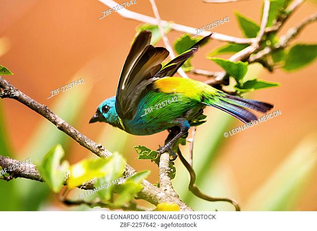 Green-headed tanager spreading its wings to take off