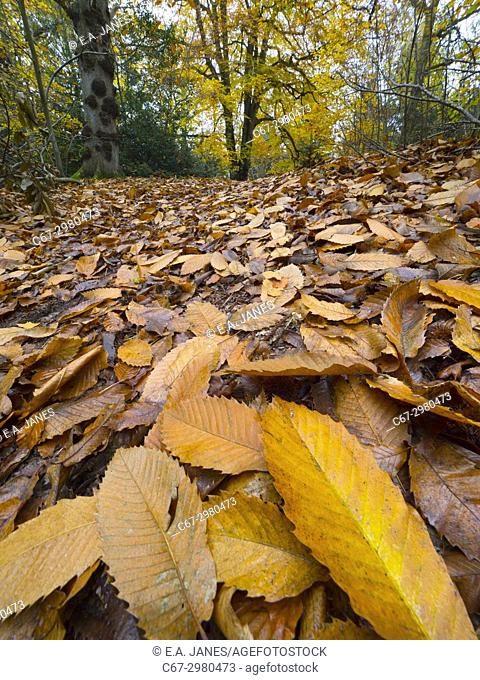 Beech trees Fagus sylvatica and autumn leaves Felbrigg Great Wood Norfolk UK Early November