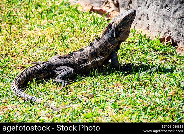 Black Iguana near Mayan ruins in Mexico. Ctenosaura similis also known as Garrobo