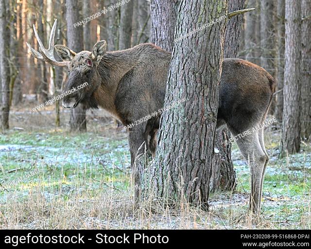 07 February 2023, Brandenburg, Groß Schönebeck: The elk Anton wears only one antler in his enclosure in the Schorfheide Game Park