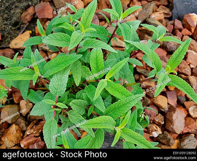 Salbei, Samt-, Salvia leucanhe, ist eine wichtige Heilpflanze und eine Duftpflanze mit blauen Blueten. Sie ist eine schoene Staude und wird auch in der Kueche...