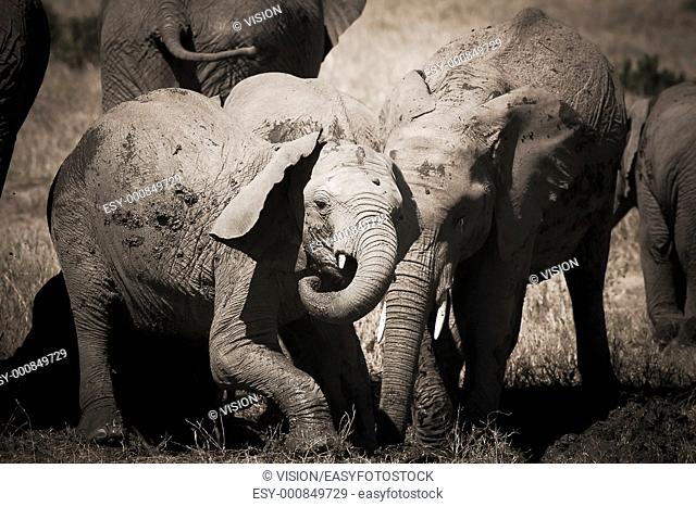 cub elephant playing in the masai mara reverse in kenya africa