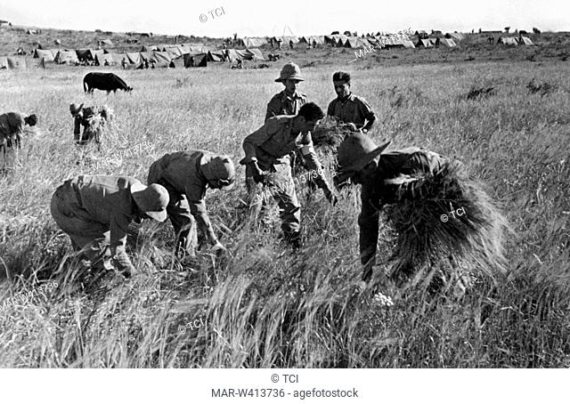 Africa, Ethiopia, Italian soldiers employed in farm work, 1920-30
